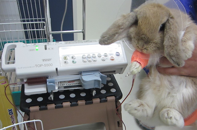 ウサギ専門診療科25 輸血 岸和田市のときわ動物病院